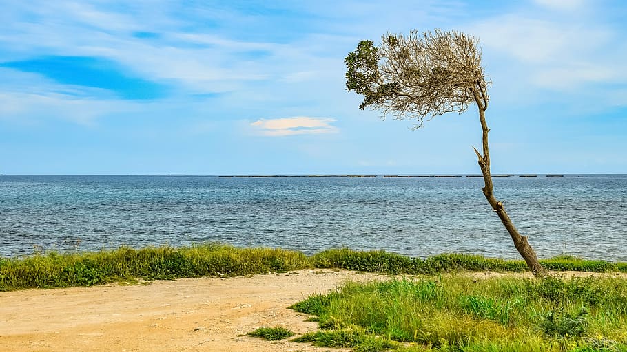nature, landscape, tree, sky, seashore, grass, governor's beach HD wallpaper