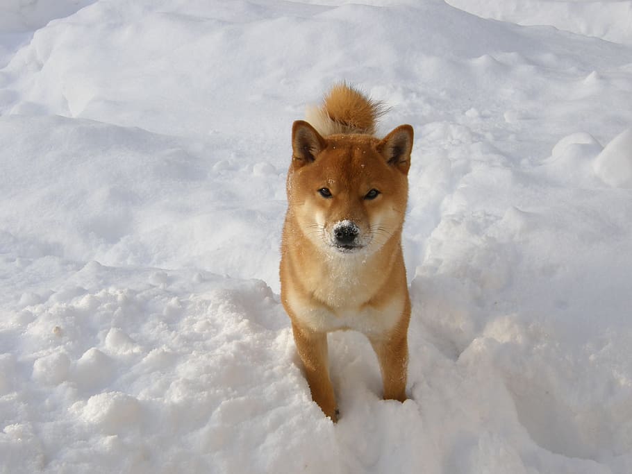 japanese spitz, winter, snow, wintry, shiba, animal, pet, dog HD wallpaper