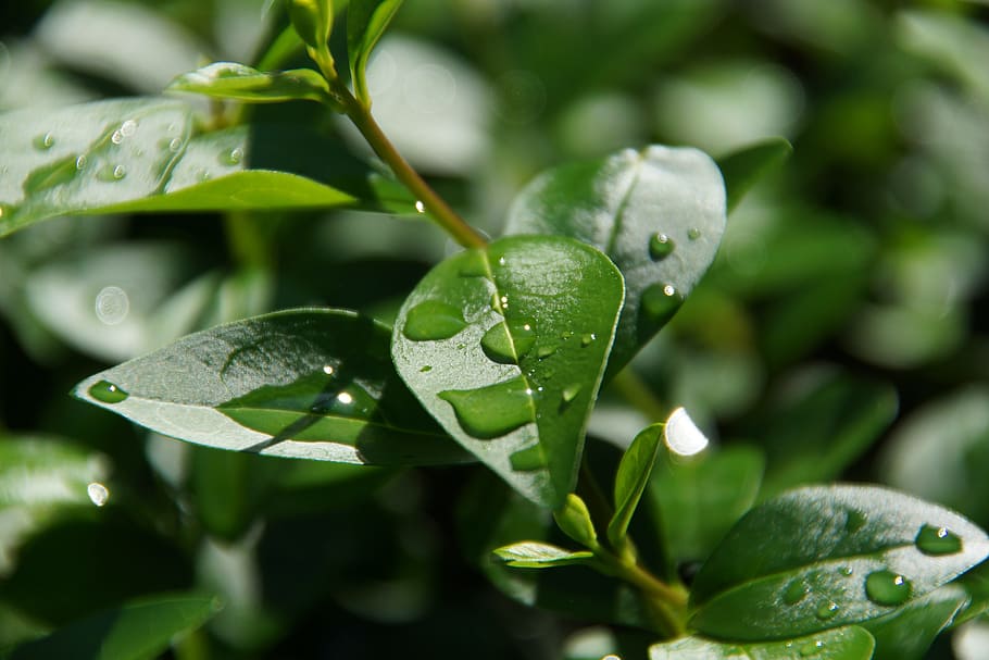 leaf, plants, nature, leading, pearl of great price, drop, water HD wallpaper