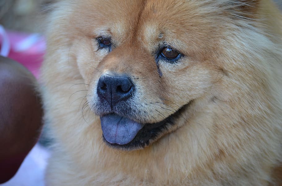 do purebred dogs have black tongues