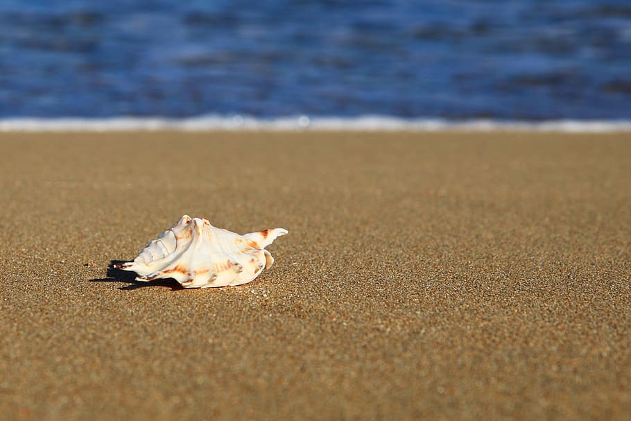 white conch shell near beach shore tilt-shift photography, coast, HD wallpaper