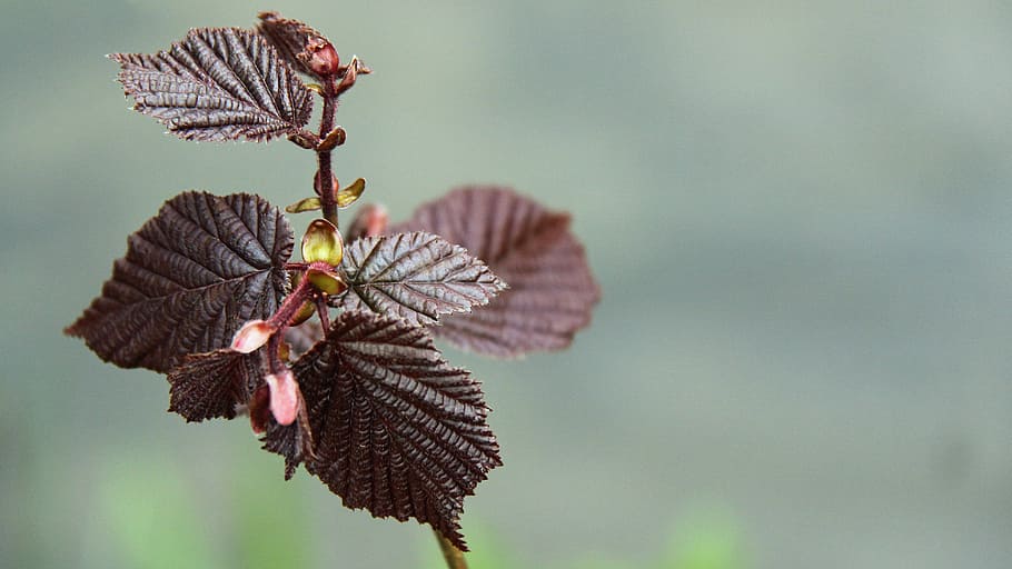 leaf, branch, hazelnut, branches, leaves, spring, plant, focus on foreground HD wallpaper