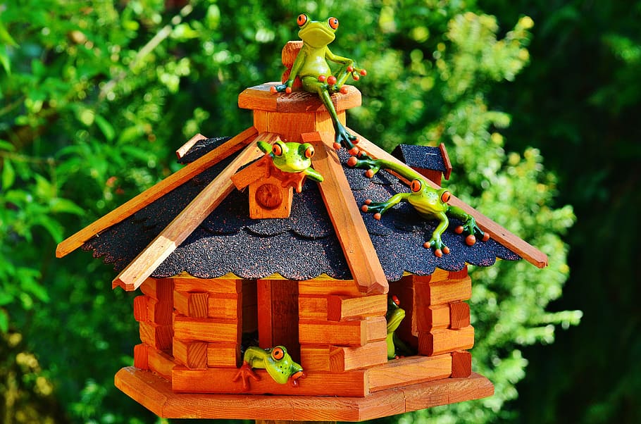 frogs, home, funny, sun, cheerful, cute, sweet, focus on foreground HD wallpaper