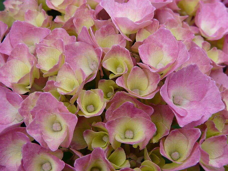 Hydrangea, Roses, Delicacy, summer, the delicacy, flowers, nature HD wallpaper