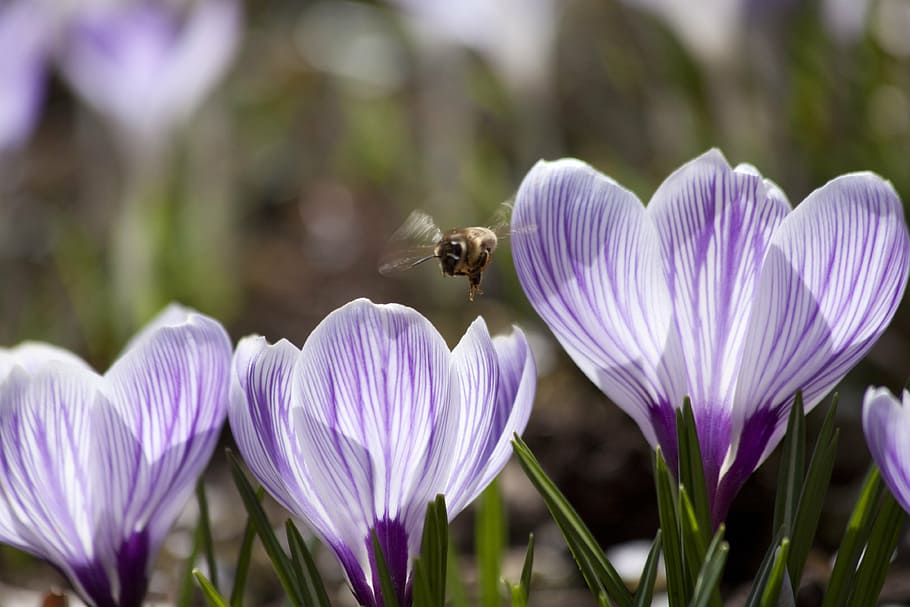 honeybee hovering over purple petaled flower, spring, crocus HD wallpaper