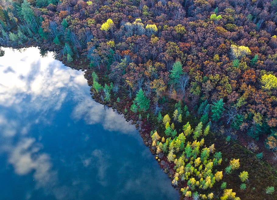 trees, clolorful, aerial, view, plant, forest, nature, fall HD wallpaper