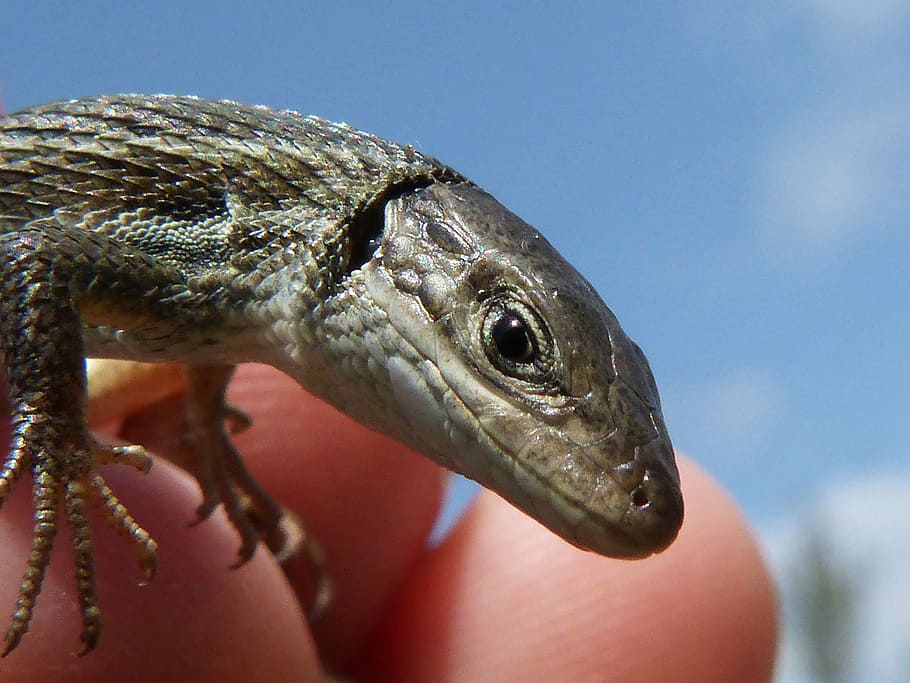 Lizard, Detail, Scales, Texture, Reptile, sargantana, one animal HD wallpaper