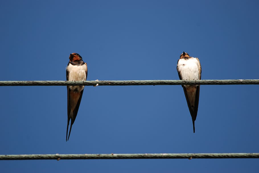 swallow, bird, cable, thread, electricity, air, rest, nature HD wallpaper