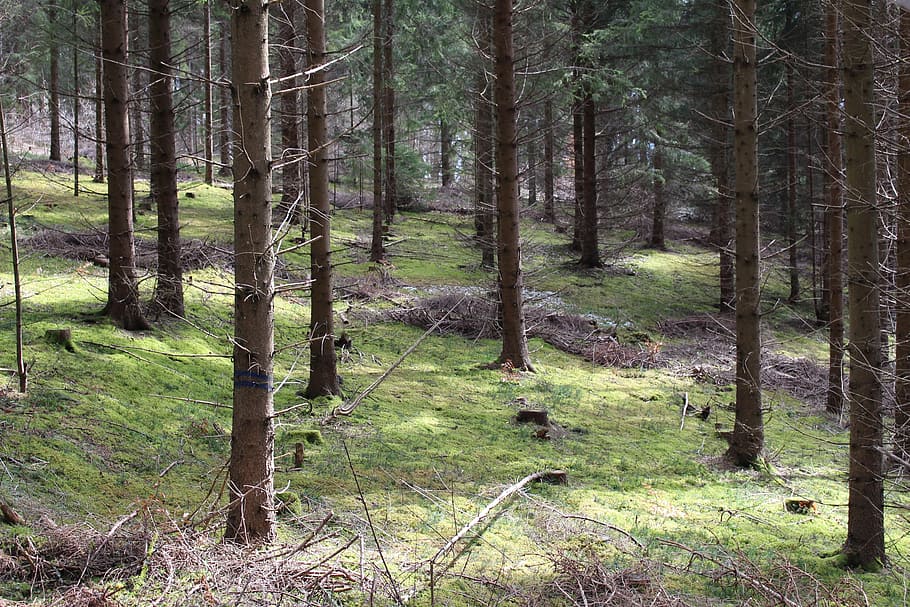 forest, trees, moss, mood, walk, recovery, conifers, coniferous forest HD wallpaper