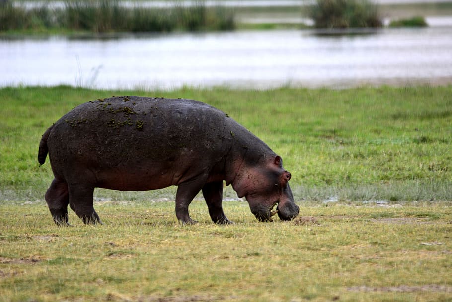 black hipoppotamus, Hippo, Amboseli, Africa, Kenya, Safari, national park, HD wallpaper