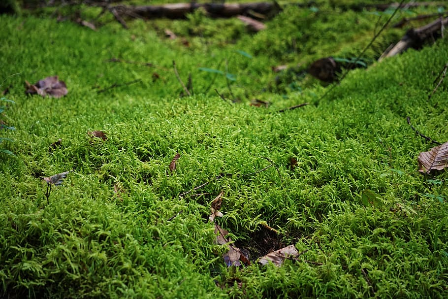 moss, forest floor, close, nature, green, glade, spessart, green color HD wallpaper