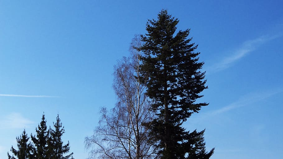 tree, sky, blue, plant, beauty in nature, growth, low angle view HD wallpaper