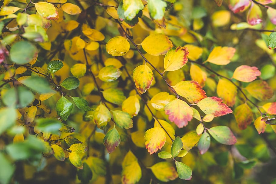 small, little, leaf, leaves, autumn, fall, bush, close up, nature HD wallpaper