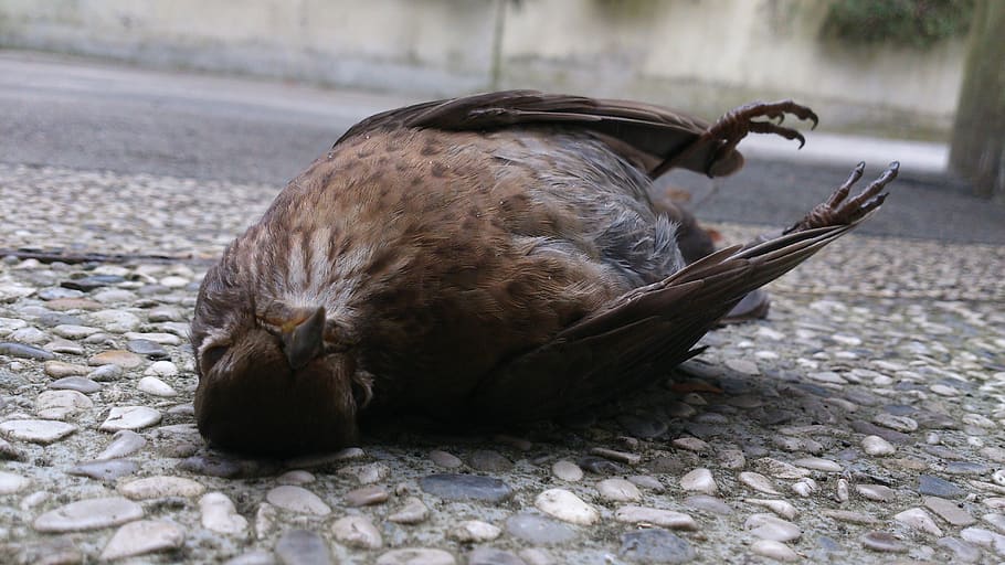 bird, death, dead, animal themes, animal wildlife, one animal HD wallpaper