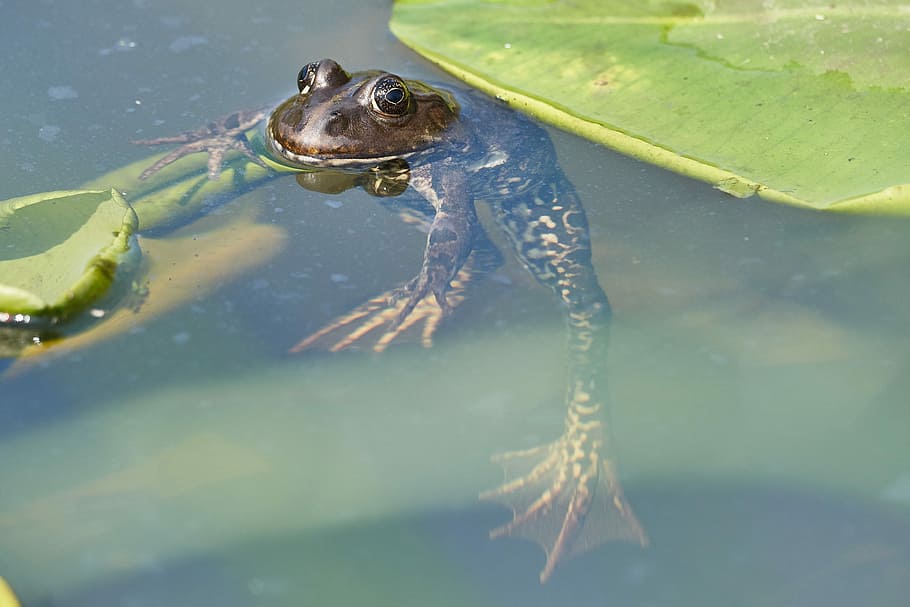 Frog, Pond, Green, Toad, Water, water lily, the marsh frog HD wallpaper