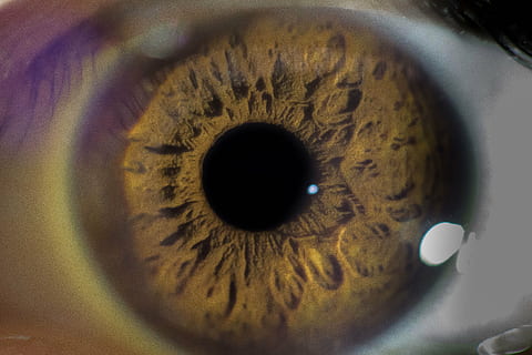 brown human eye, eyeball, macro, face, blue, female, woman HD wallpaper