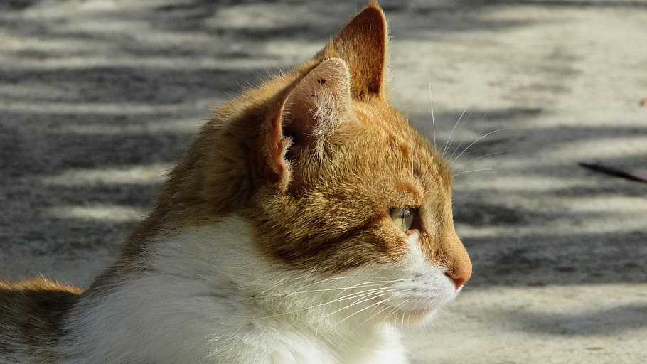 Cat, Stray, Cute, Kitty, young, looking, one animal, animal themes HD wallpaper
