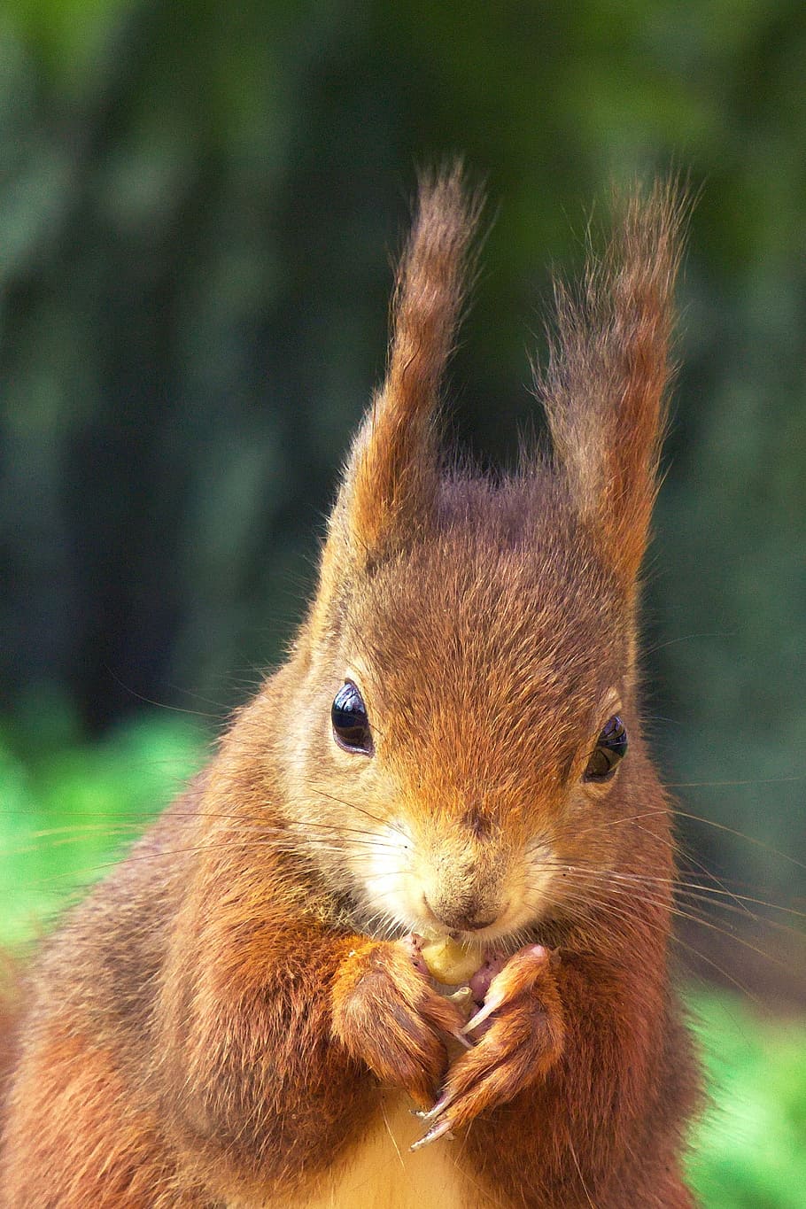 brown squirrel in closeup photography, animals, nature, portrait HD wallpaper