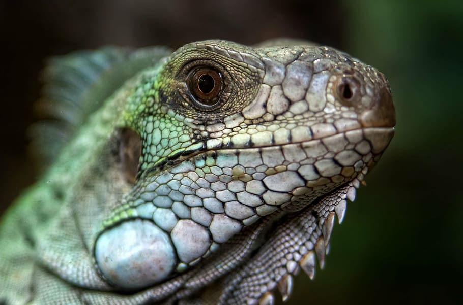 close-up photo of green and brown lizard, reptile, animal, creature HD wallpaper