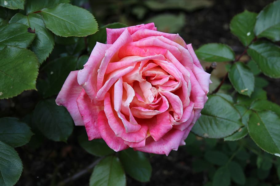 roses, flower, leaves, rose - Flower, nature, plant, leaf, petal HD wallpaper