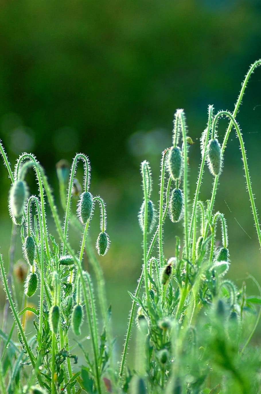 red weed, green, field, bud, plant, growth, beauty in nature HD wallpaper