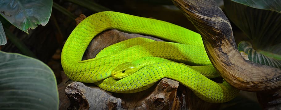 focus photography of green snake, green mamba, reptile, creature