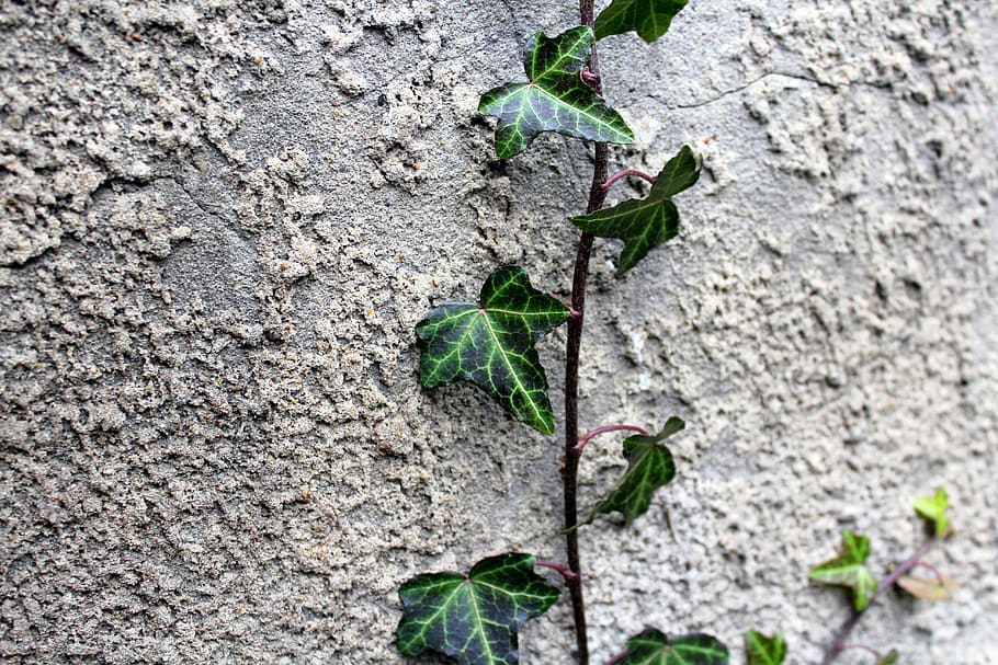 creeper, ivy, plant, leaf, texture, nature, foliage, green HD wallpaper