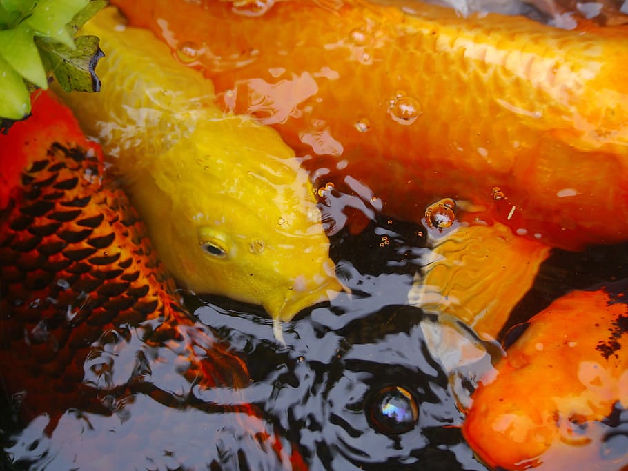 aquarium fish, colored carp, koi, breeding, vermilion, gold HD wallpaper