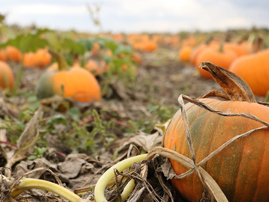 Pumpkin, Farm, Fall, Halloween, october, thanksgiving, orange color HD wallpaper