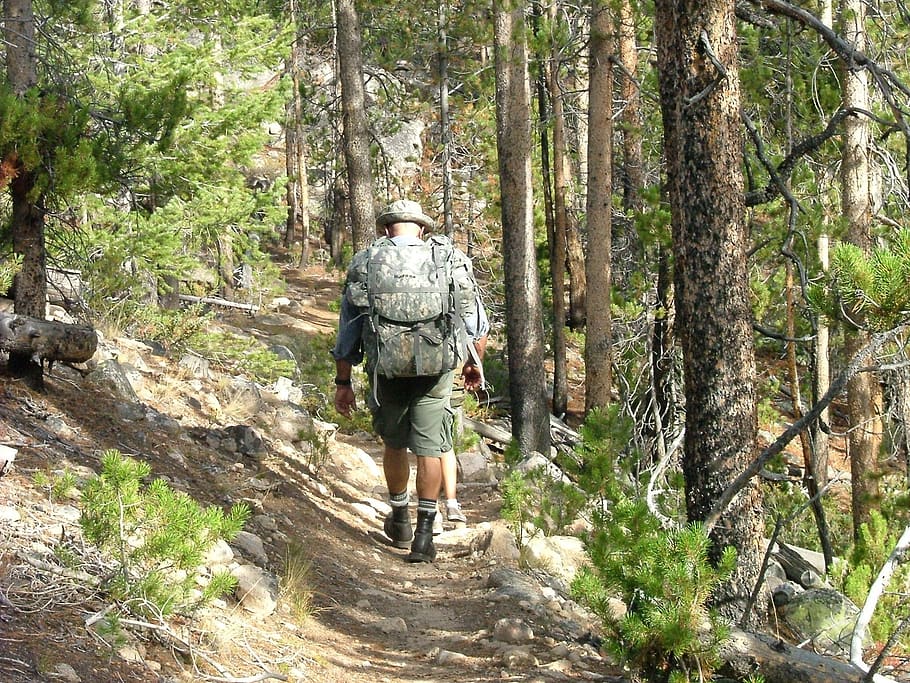 hiking, trail, backpack, trekking, tree, forest, rear view HD wallpaper