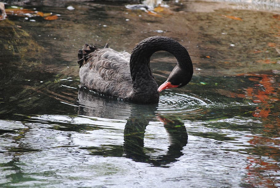 Black, Swan, Swim, Crane, Neck, Water, nature, pond, wildlife