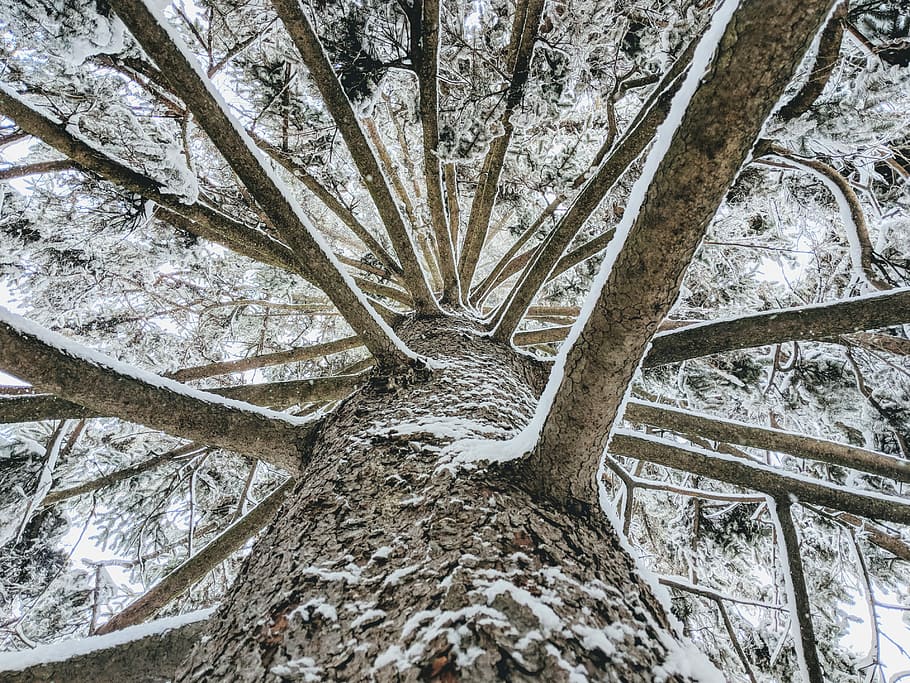 high-angle photography of brown tree trunk, gray tree trunk, snow HD wallpaper