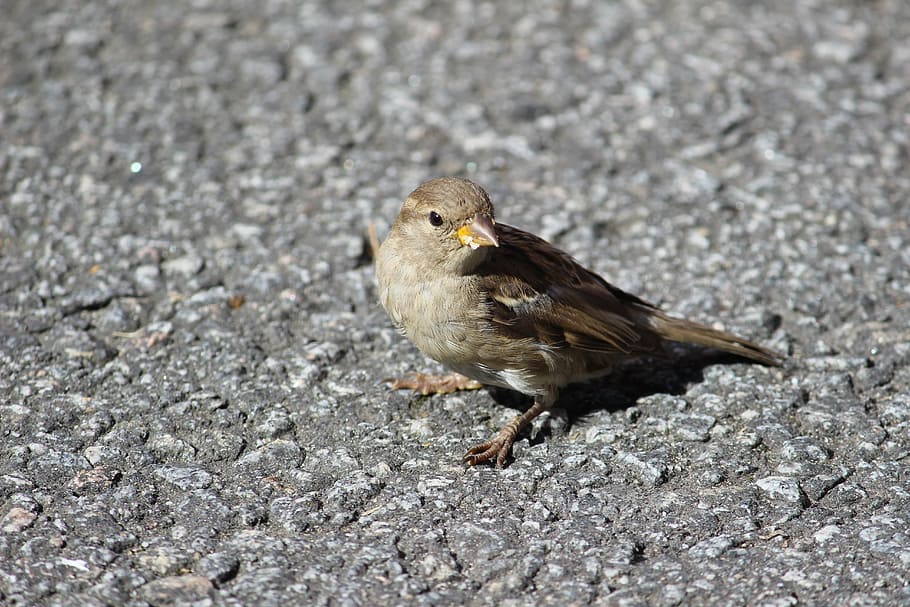 bird, asphalt, summer, road, street, beak, animal, feather HD wallpaper