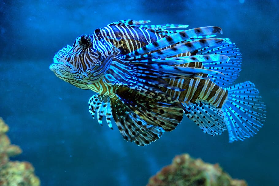 multicolored fish, blue, water, tropical fish, nature, aquarium HD wallpaper