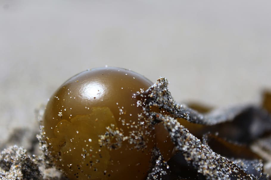 Beach, Sand, Seaweed, one animal, no people, close-up, day HD wallpaper
