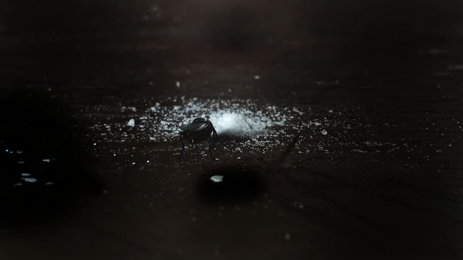 sugar, fly, white, black, no people, indoors, close-up, dark HD wallpaper