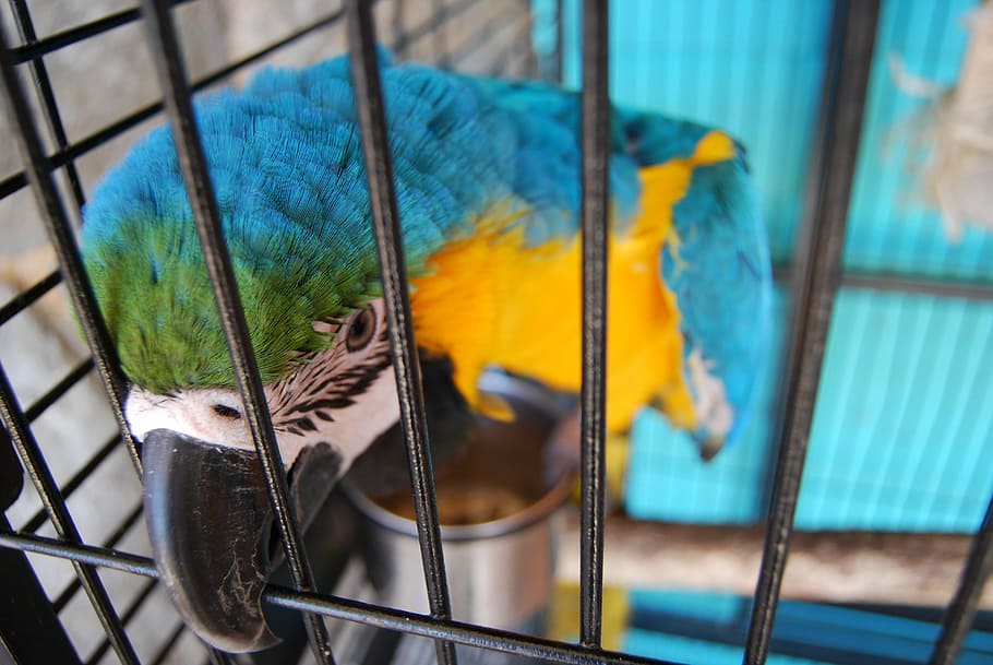 Parrot, Cage, Birdcage, Caged, domestic, pet, feathers, feathered HD wallpaper