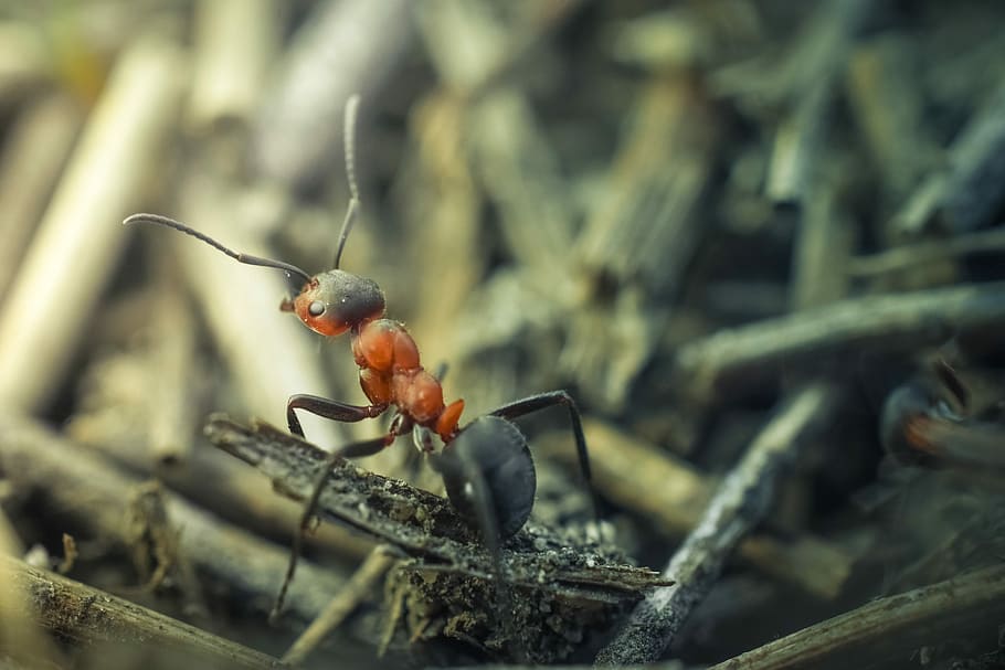 black and red ant, Macro, Insect, Animal, Nature, fauna, photography HD wallpaper