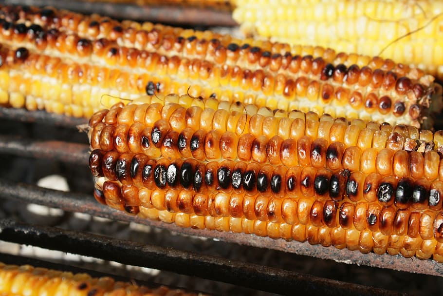 grilled corn close-up photo, barbecue, fresh, healthy, sweet HD wallpaper