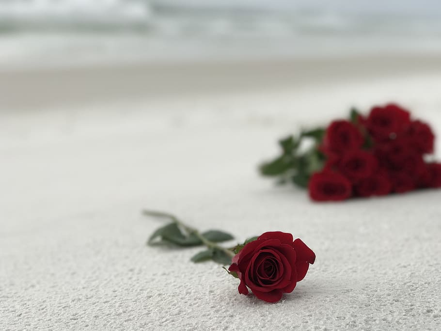 Roses, Sand, White, Texture, Flower, red, romance, separate HD wallpaper