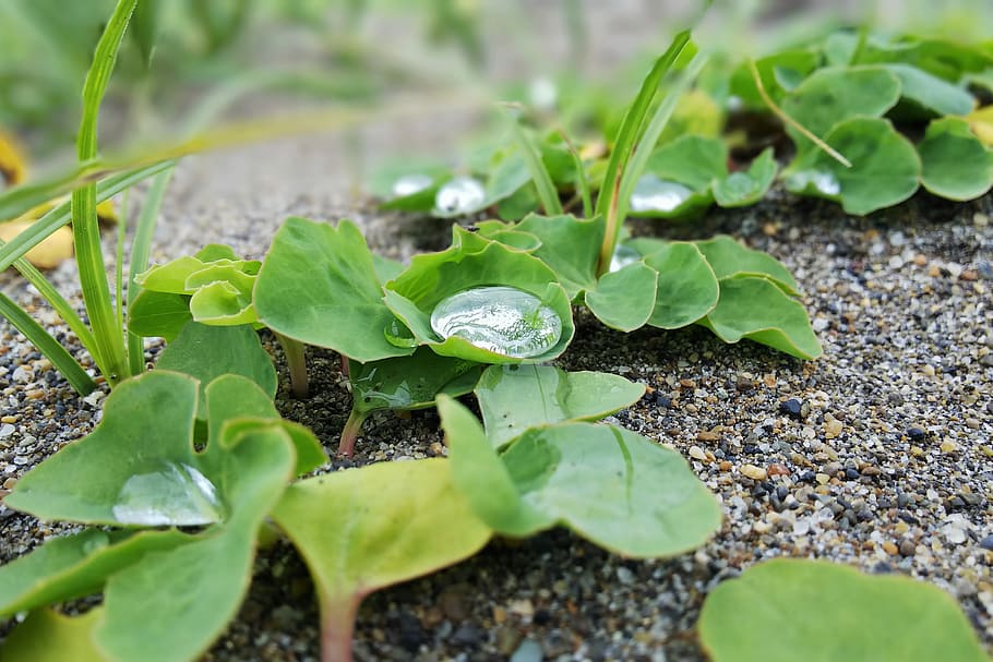natural, landscape, plant, leaf, green, sand, water, plant part HD wallpaper