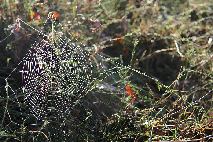 network, spider, nature, cobweb, november, sunshine, spider web HD wallpaper