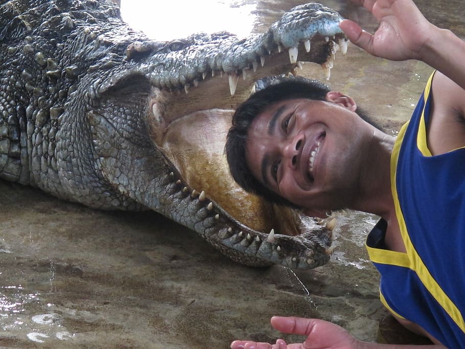 Hand, Crocodile, Focus, Show, crocodile show, headshot, young adult HD wallpaper
