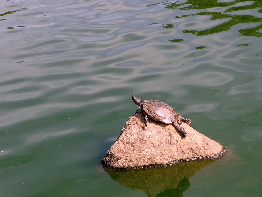 Lake, Nature, Spring, Water, Landscape, day s, frog, reflection HD wallpaper