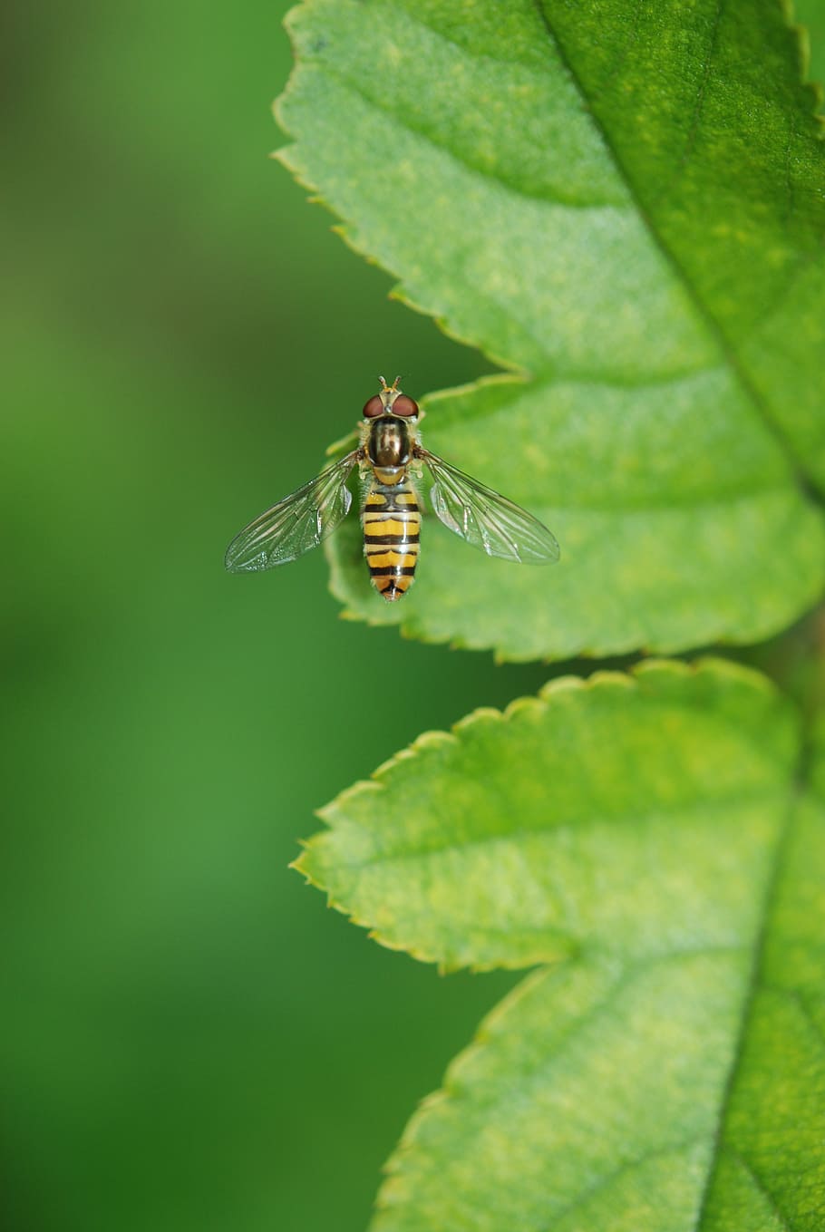 animal, wasp, leaf, green, forest, tree, park, garden, insect HD wallpaper