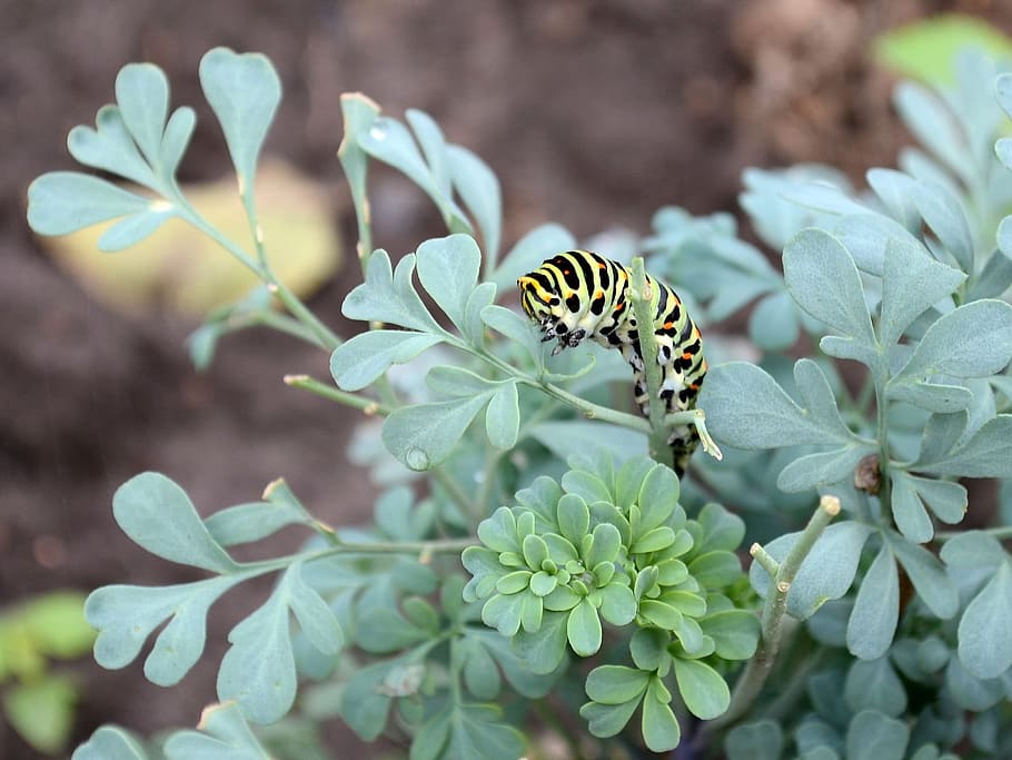 caterpillar, pest, animal themes, animal wildlife, invertebrate HD wallpaper