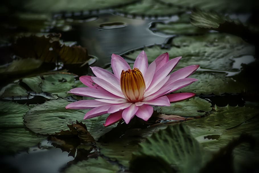 Garden, Kingdom, Bogor, flower, pond, reflection, water, fragility HD wallpaper
