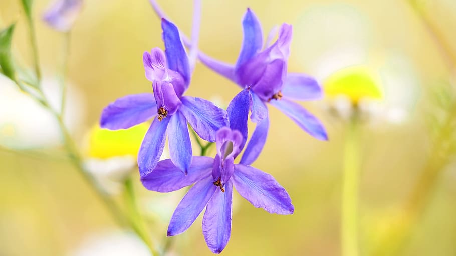 focus photo of purple flowers, plant, nature, live, flowering plant HD wallpaper