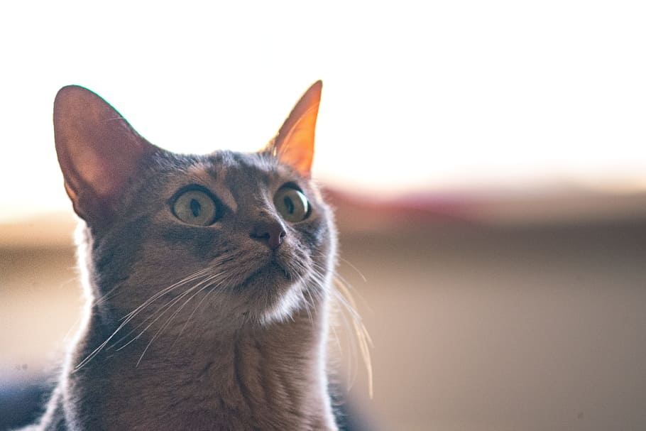 cat, kitten, animal, pet, mammal, one animal, pets, domestic HD wallpaper