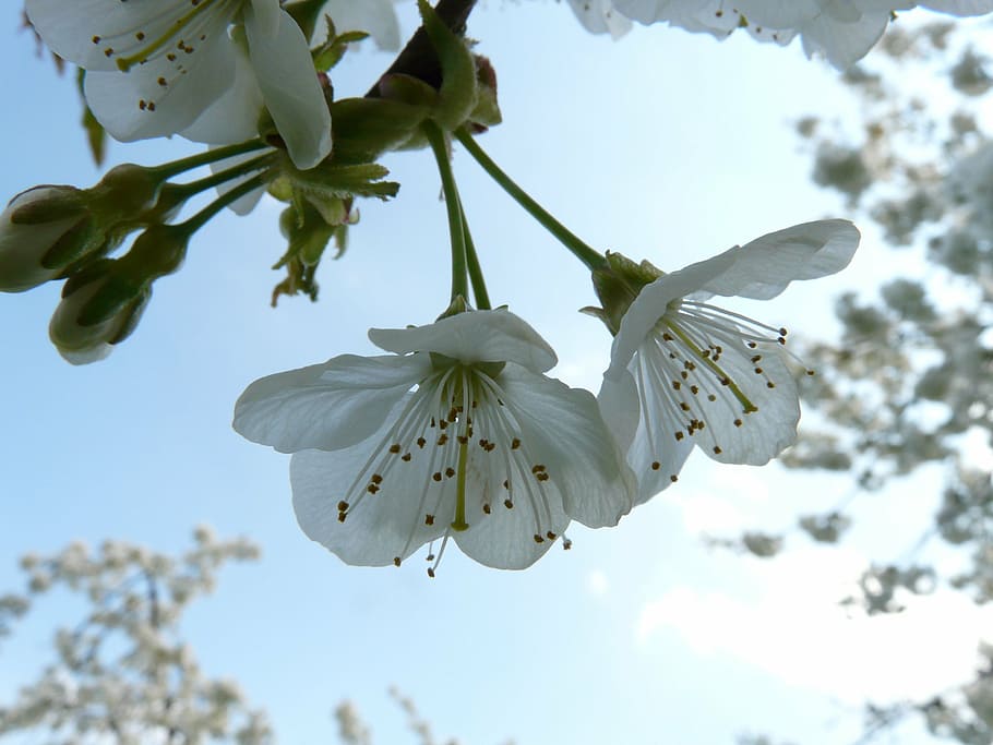 cherry blossom, bloom, white, spring, white blossom, tree, flower HD wallpaper